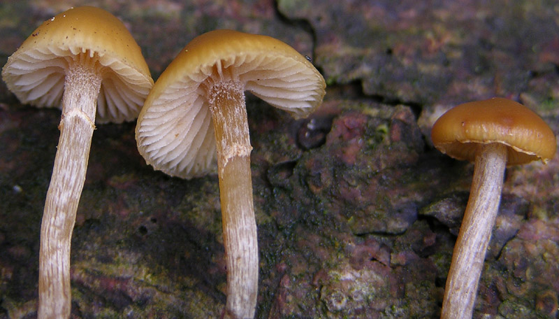 Galerina da determinare n38(2007)